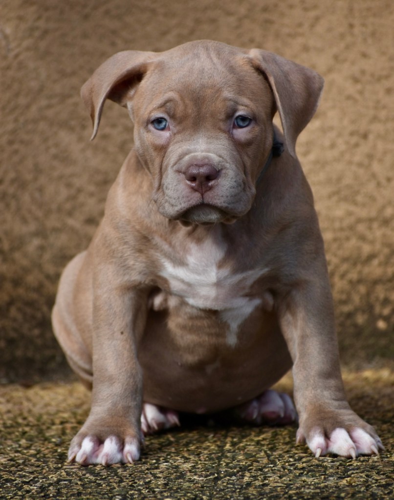 Bully Monster Family American Bully
