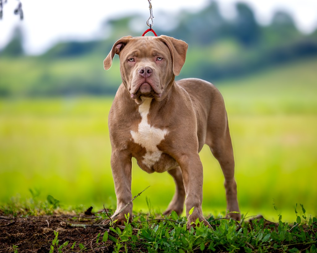Bully Monster Family American Bully