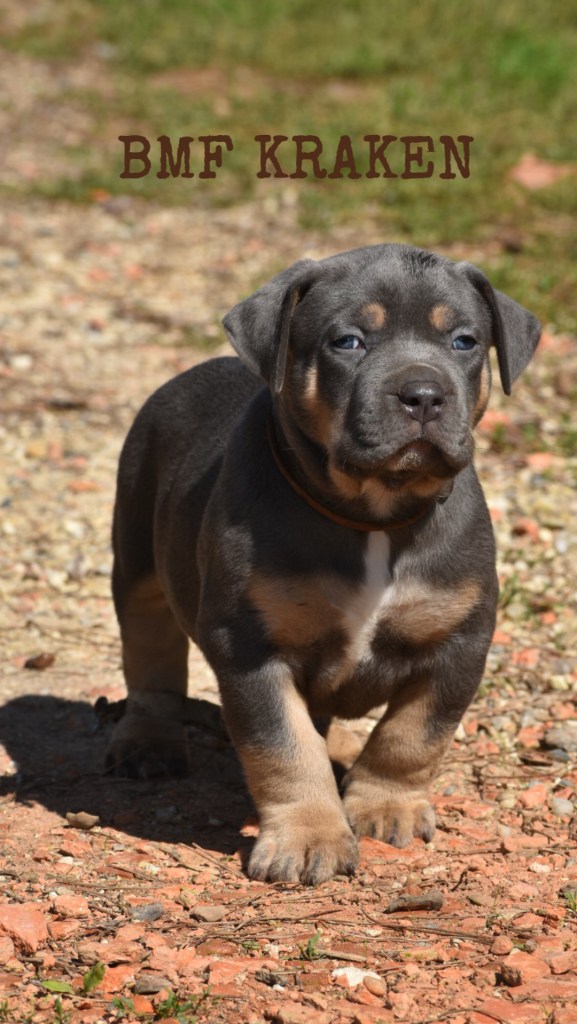 Bully Monster Family American Bully