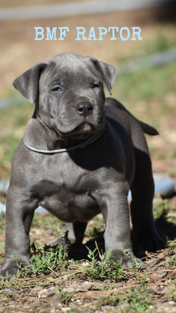 Bully Monster Family American Bully
